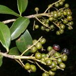 Ardisia densiflora Fruit