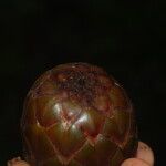 Raphia textilis Fruto