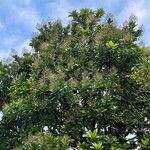 Anacardium excelsum List