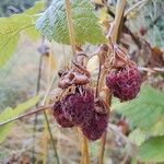 Rubus polonicus Plod