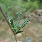 Potentilla argentea Лист