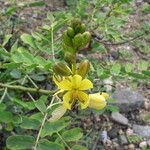 Senna holosericea Blüte
