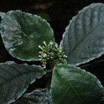 Psychotria verschuerenii Leaf