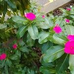 Impatiens wallerianaLeaf