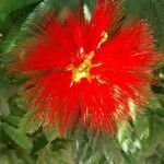 Calliandra tweediei Flower