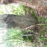 Ulmus parvifolia Koor