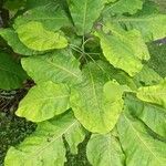 Magnolia macrophylla Leaf