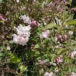 Deutzia gracilis Siebold & Zucc.Lorea