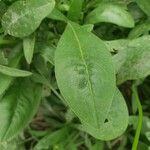 Coreopsis lanceolata Leaf