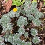 Cotula hispida Leaf