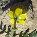 Tribulus terrestris 花