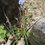 Hyacinthoides italica花