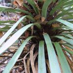 Yucca madrensis Habit