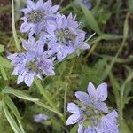 Veronica teucrium Flower