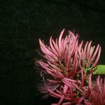 Vantanea guianensis Цвят