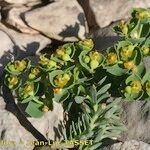 Euphorbia seguieriana Hábito