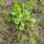 Erigeron pulchellus Leaf