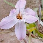 Ornithogalum baeticum Virág