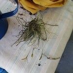 Tillandsia recurvata Агульны выгляд