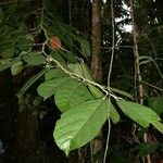 Matisia ochrocalyx Yaprak