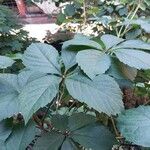 Parthenocissus quinquefolia Blatt