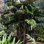 Caryota mitis عادت داشتن