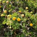 Vachellia aroma Flower