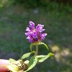 Prunella vulgaris Λουλούδι