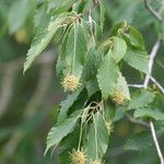 Fagus engleriana Blomma