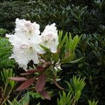 Rhododendron aberconwayi Leaf