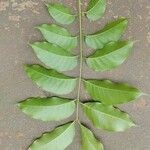 Swietenia macrophylla Leaf