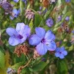 Eranthemum pulchellum 花