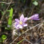 Colchicum cupanii 花