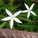 Hippobroma longiflora Folha