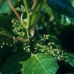 Toxicodendron pubescens Yaprak