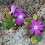 Primula allionii Συνήθη χαρακτηριστικά