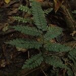 Adiantum vogelii Leaf