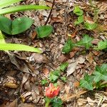 Haemanthus coccineus फूल