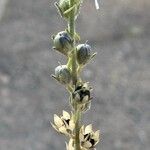 Linaria simplex Fruitua