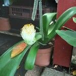 Haemanthus albiflos Habitatea