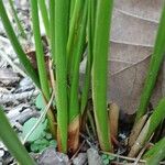 Juncus effusus Egyéb