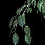 Ficus benjamina Kabuk