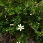 Ricinocarpos pinifolius Habitus