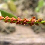 Bulbophyllum fuscum