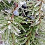 Juniperus communis Fruit