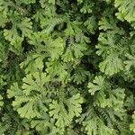 Selaginella martensii Foglia