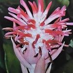 Billbergia pyramidalis Flor