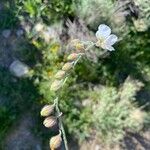 Helianthemum violaceum Цветок