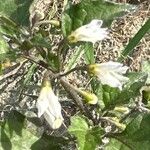 Solanum villosumFlors