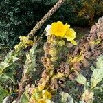 Verbascum densiflorum花